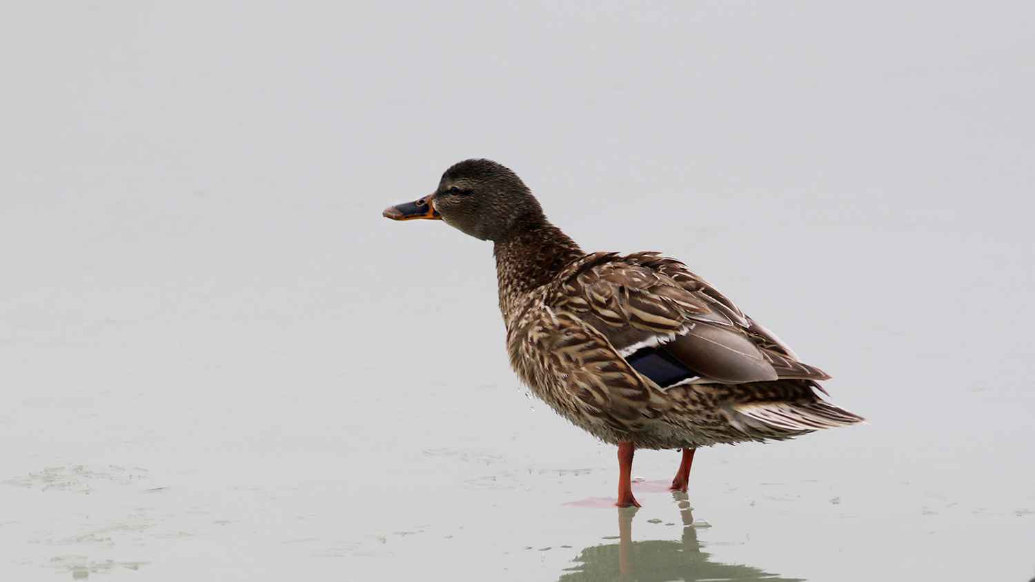 Mallard